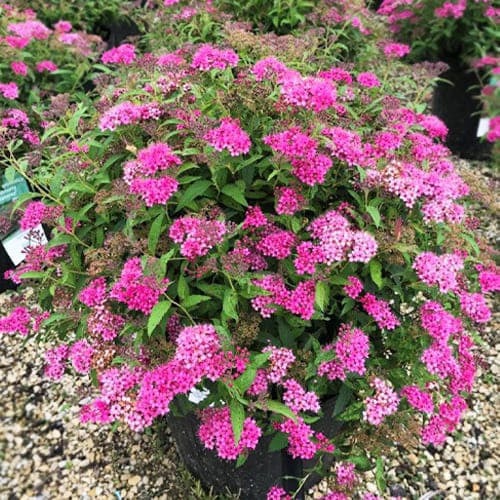 Рослина Спірея Ентоні Ватерер С2 D10-15