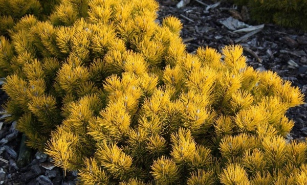 Растение Сосна горная / Pinus mugo Winter Gold С15