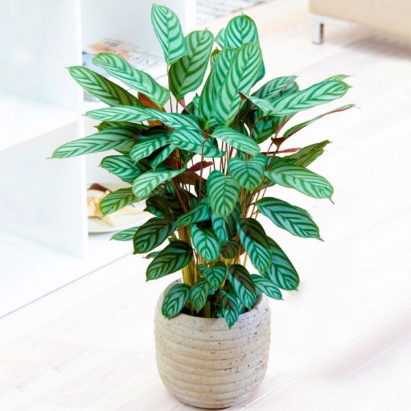 Растение Ктенанте Oppenheimii d24/h120