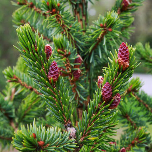 Растение Ель сербская (V19-S23 h100-120 WRB)