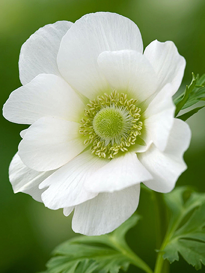 Коренебульба TUBERBULB Export B.V. анемони Брайд 5 шт.