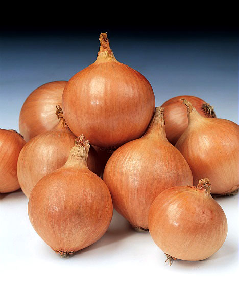 Семена Професійне насіння лук репчатый Хилтон F1 200 шт. (4823058207087)