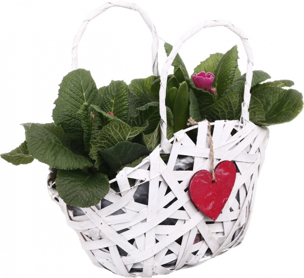 Растение Гиацинт + Примула 2 овал сердце в корзине