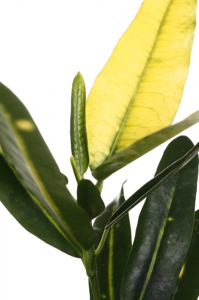 Рослина кімнатна Плантмікс 09//20