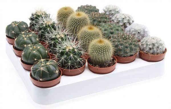  Кактус мікс в горщиках з буквами 6/7,5