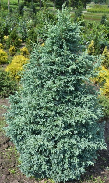 Рослина Кипарисовик горохоплідний Булевард / Chamaecyparis pisifera Boulevard С7.5 /Н 40-50