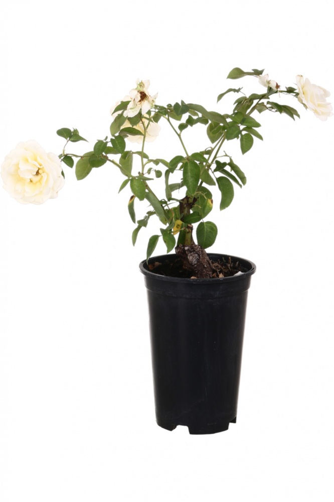 Саженец розы (3л)