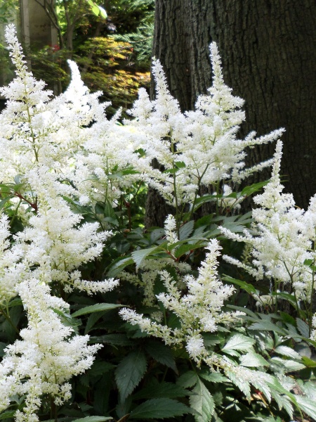 Корневище астильбы Вашингтен 1 шт. 