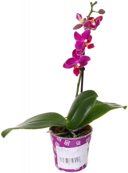 Рослина Фаленопсіс міні мікс 6/20