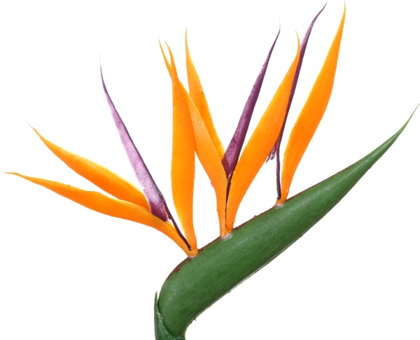 Рослина декоративна Стреліція зі штучною квіткою 13/50