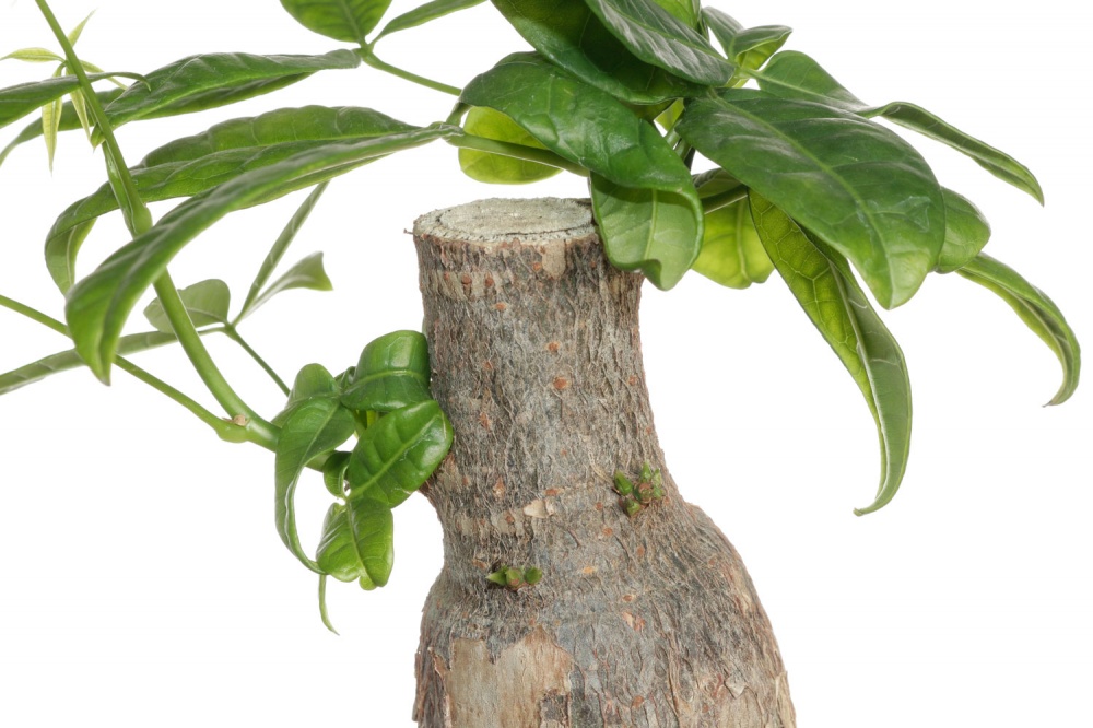 Растение Пахира 9x25 см