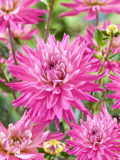 Корнеклубень георгины кактусовой Карма Пинк Корона 1 шт. 