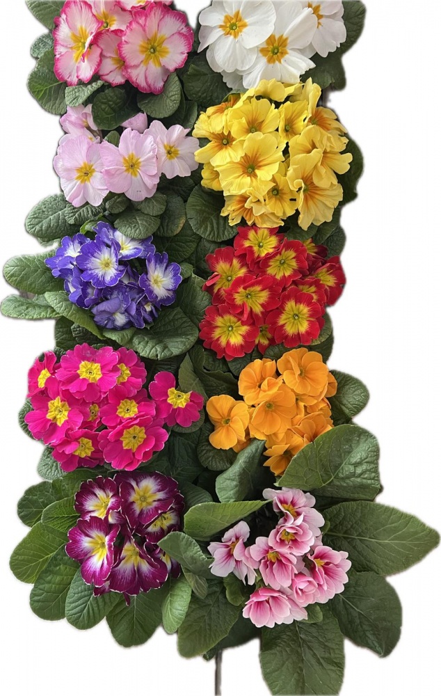 Растение комнатное Примула вульгарис