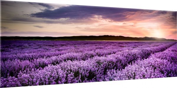 Репродукція Лаванда 150x60 см Styler 