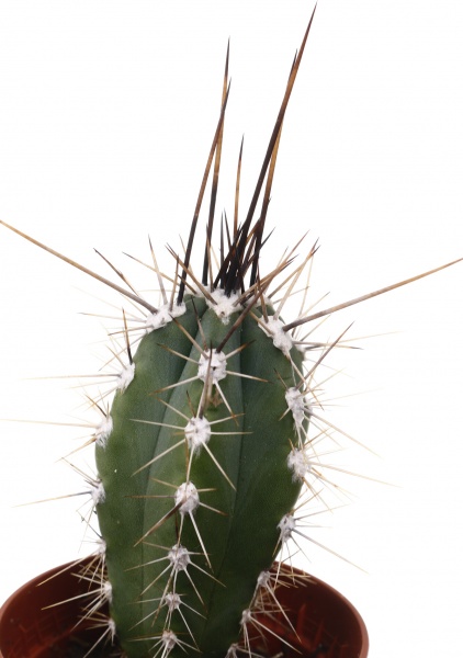 Рослина кімнатна Кактус мікс 5х10 см