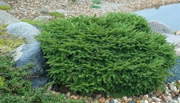 Ель Ель обыкновенная / Picea abies Nidiformis, C7.5