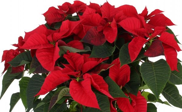 Рослина Пуансетія 25/60 см