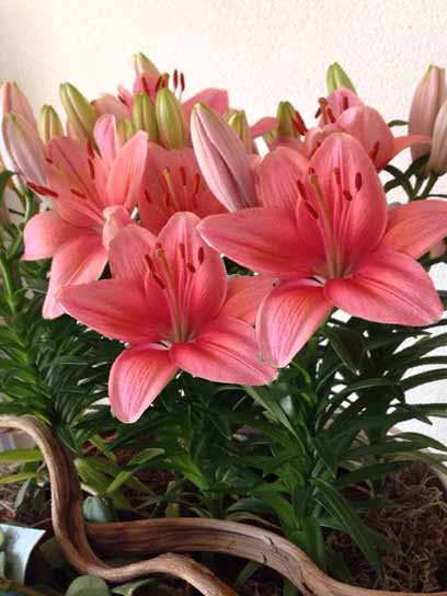 Цибулина лілії азіатської горщикової Тайні Тунс 1 шт. 