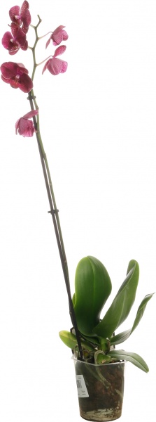 Растение комнатное Фаленопсис микс 1рр, 3/5 + 12/50