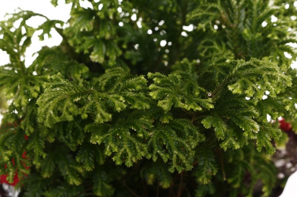 Рослина кімнатна Селагінелла новорічна кольорова упаковка d9/h15