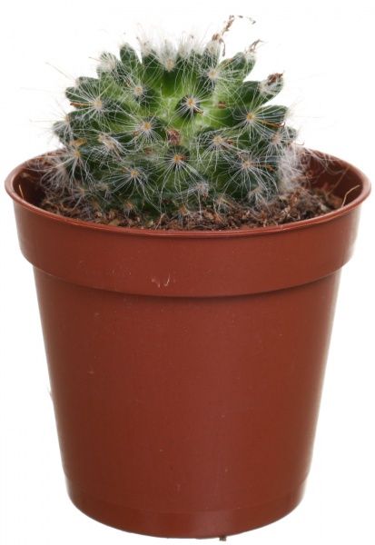 Рослина Кактус Mамілярія 5,5