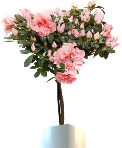 Растение комнатное Азалия микс на штамбе 19/60