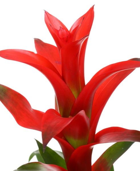 Растение Гузмания микс промо 12х55 см