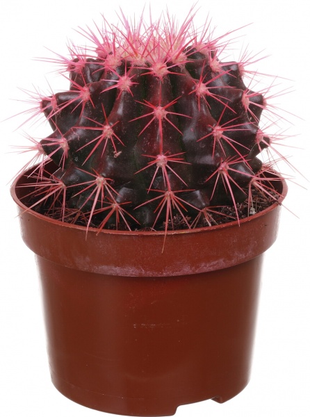 Растение комнатное Кактус эхиногрузон микс разноцветный Rainbow d10,5/h15