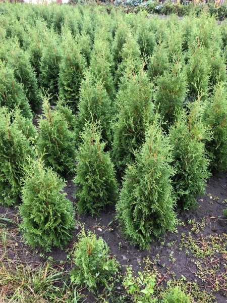 Растение Туя западная Columna (R21-F23 h100+WRB)
