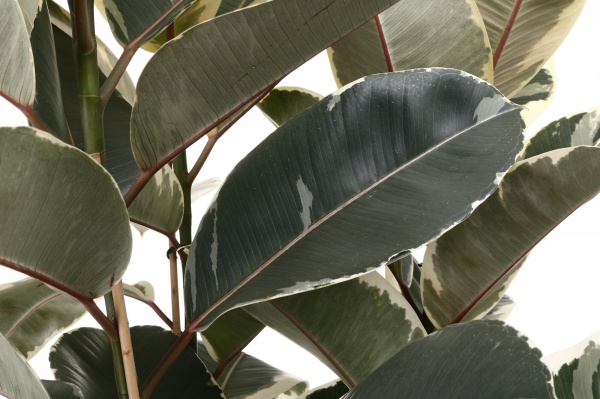 Растение комнатное Фикус эластика Белиз 27/100