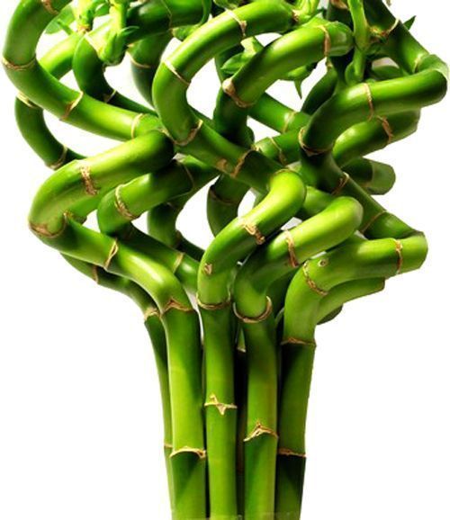 Растение комнатное Бамбук Спираль 70 см