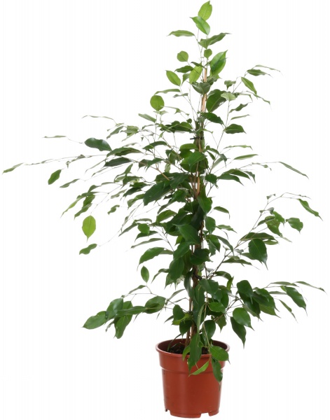 Рослина фікус мікс 17/50