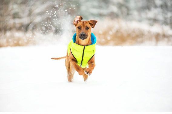 Куртка Airy Vest двухсторонняя для собак S35 салатово-голубая