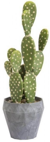 Рослина Кактус Мексиканець 6/10