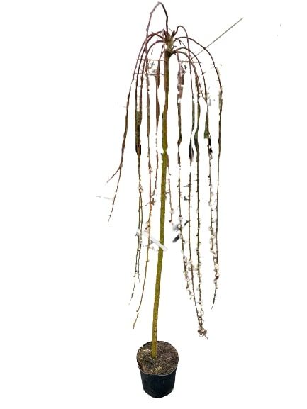 Саженец MegaPlant Ива козячая Kilmarnock С5 140 см