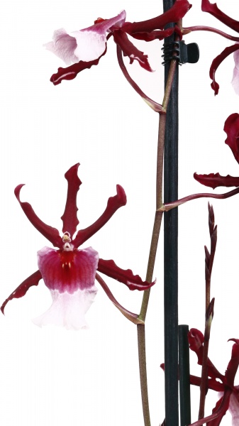 Рослина кімнатна Камбрія мікс 12х60 см 1 стовбур