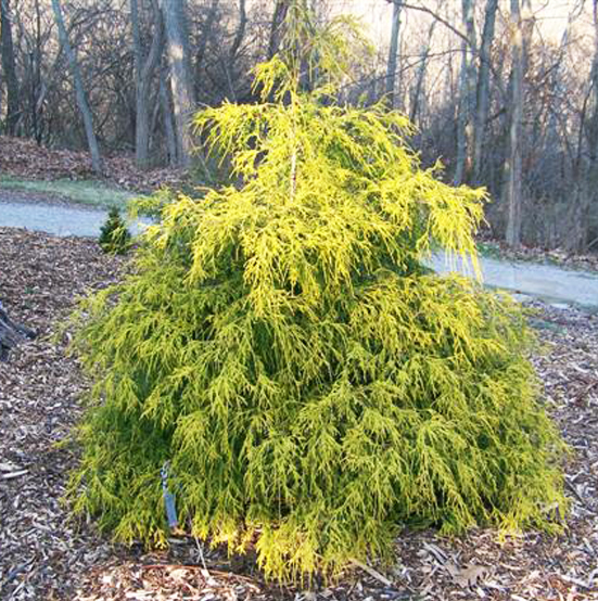 Саженец Кипарисовик Gold Spangle С7.5