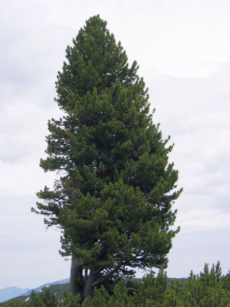Растение Сосна кедровая / Pinus cembra С2/Н 5-10