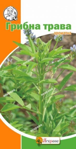 Семена Яскрава грибная трава ароматная 1 г (4823069802103)