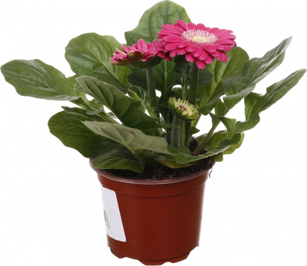 Рослина кімнатна Гербера міні d9/h15