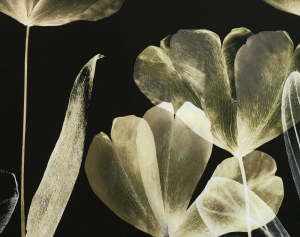 Картина Золотые цветы 125x50 см Styler GL-12975 