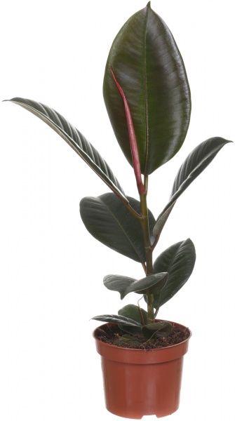 Растение комнатное Фикус Робуста 12х35