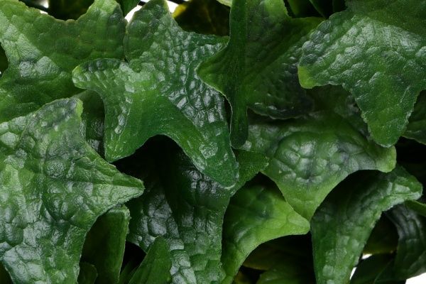 Венок декоративнный Плющ 37 см