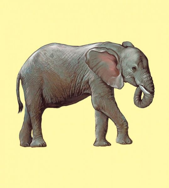 Книжка-розвивайка «Словничок у малюнках : Дикі тварини» 978-966-7491-21-5