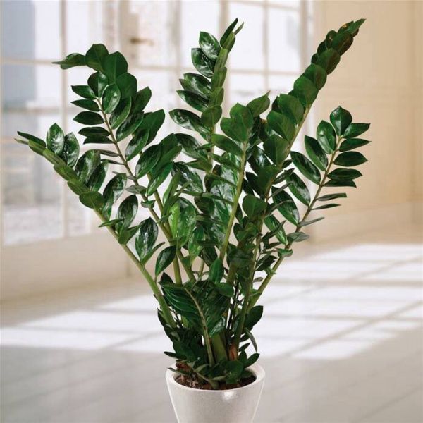Рослина кімнатна Заміокулькас 17/75 Zamioculcas Zamiifolia