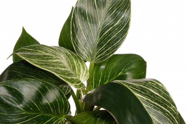 Растение комнатное Филодендрон 11/30 new