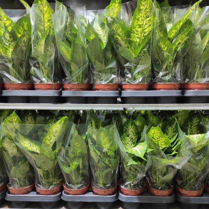 Рослина Диффенбахія 12х35 Compacta