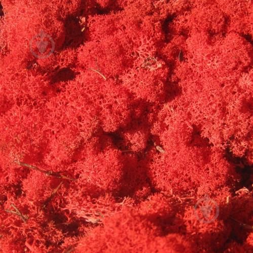 Мох стабилизированный ягель очищенный красный 100 г