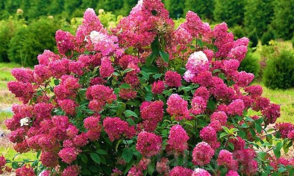 Растение Гортензия / Hydrangea paniculata Wims Red, С12 Pa