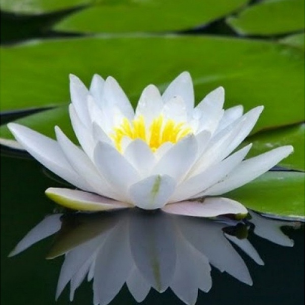 Растение Нимфея Marliacea Albida ведро 10 л